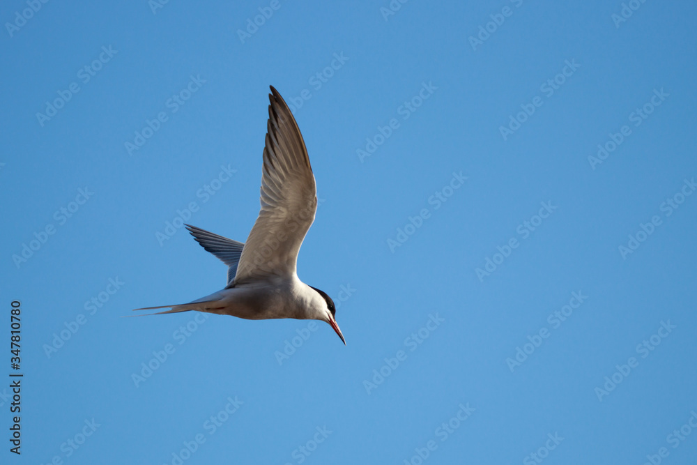 Common tern in flight, sterna hirundo or sea martin. Common tern in flight, sterna hirundo or sea martin.