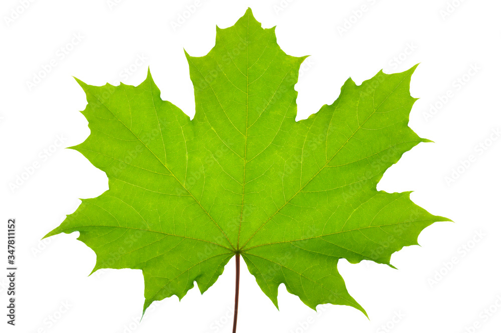 leaf of maple tree isolated leaf of maple tree isolated