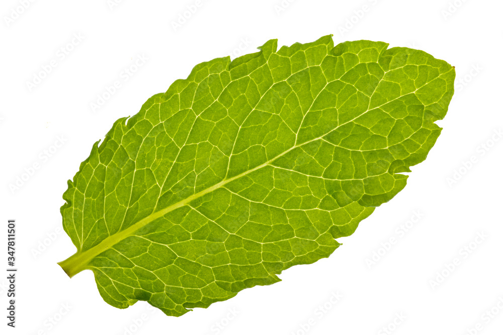 single leaf of lemon balm isolated over white background single leaf of lemon balm isolated over white background