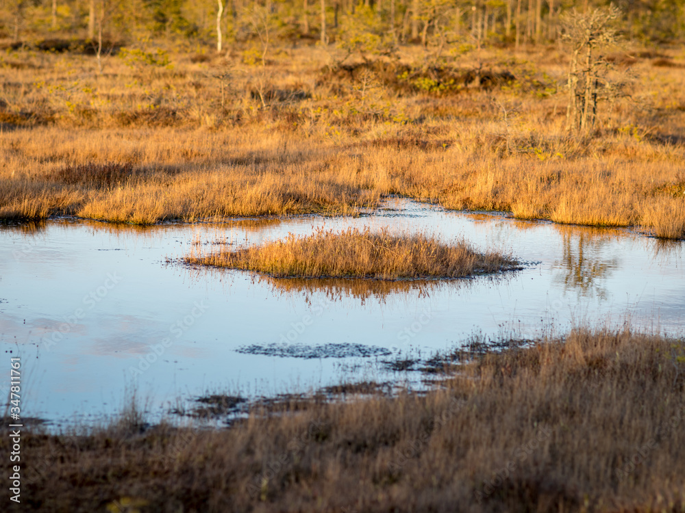 Colorful evening and sunset over the bog lake, crystal clear lake and bog in the evening, reflections on the water. Pine in the background. Colorful evening and sunset over the bog lake, crystal clear lake and bog in the evening, reflections on the water. Pine in the background.