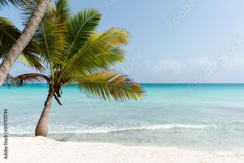 Tropical view with palm tree against the background of the turquoise Caribbean Sea on the island of Saona in the Dominican Republic