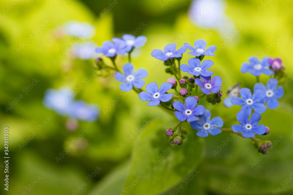 blaues vergissmeinnicht draußen im grünen Frühling in der Sonne im Beet blaues vergissmeinnicht draußen im grünen Frühling in der Sonne im Beet