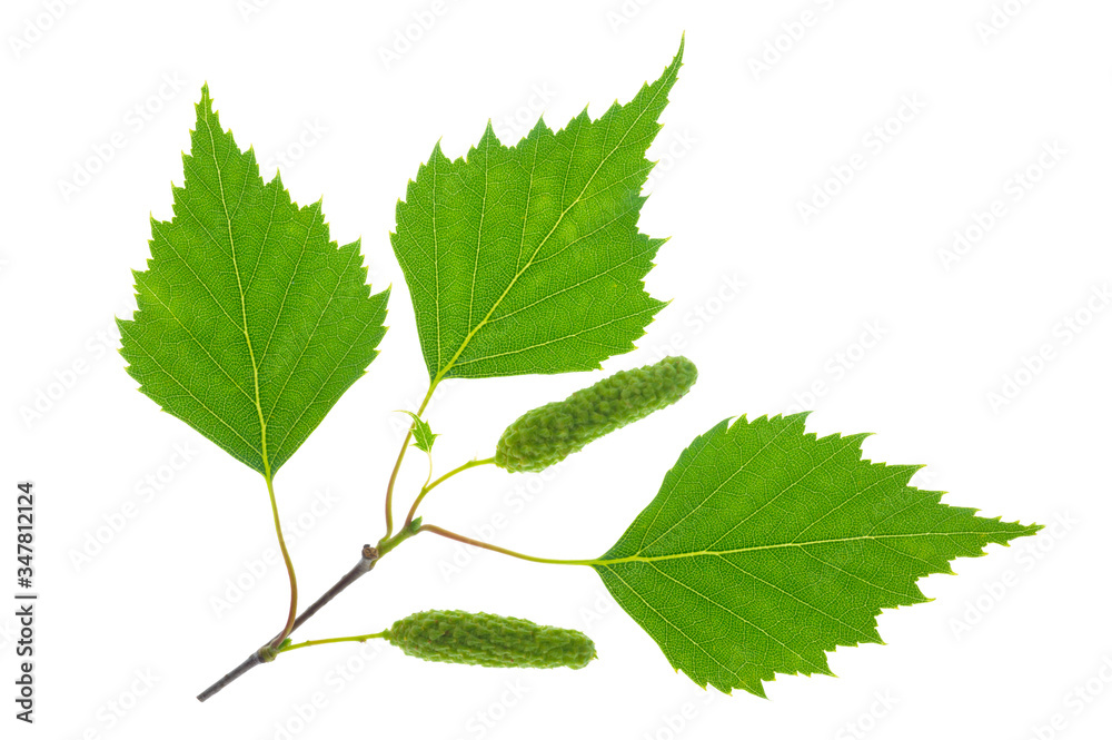 leaf of birch tree with pollen isolated over white background leaf of birch tree with pollen isolated over white background