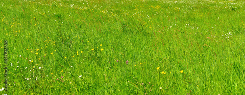 Wiese im Frühling Panorana mit weissen, gelben und violetten Blumen
