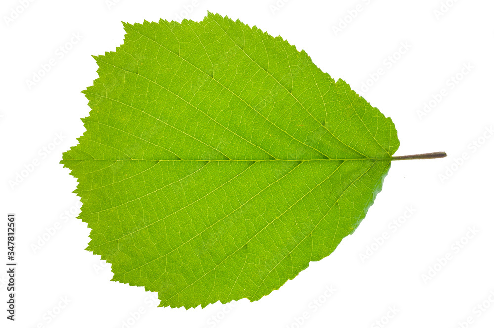 single leaf of hazelnut tree isolated over white background single leaf of hazelnut tree isolated over white background