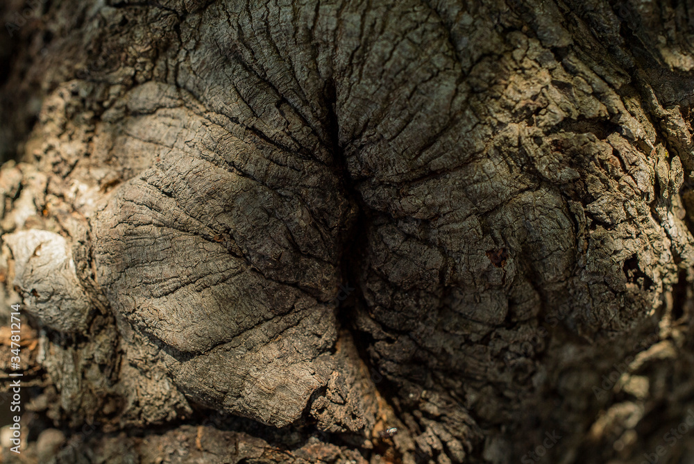 ORGANIC TREE TEXTURE SEEMING TO BE A PUSSY ORGANIC TREE TEXTURE SEEMING TO BE A PUSSY