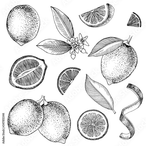 Hand drawn limes. Blooming lime branch, half of lime, lime slices, skin and leaves.