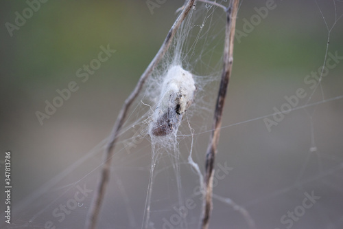 Macro shot of an spider web. wraps up an insect in webbing. spider web cocoon