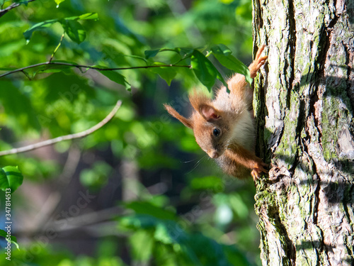 Red squirrel  © Maciej Sobczak