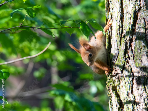 Red squirrel 