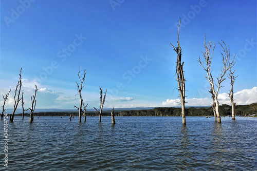 Amazing landscape. Kenya. Beautiful blue lake Naivasha. In the water there are strange dried tree trunks. On the shore of the jungle. There are beautiful clouds in the sky. © Вера 