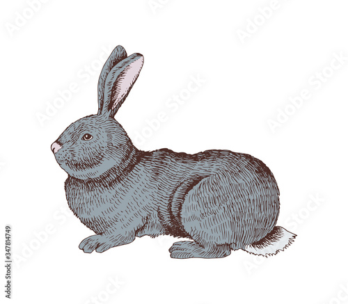 Hand drawn rabbit.
