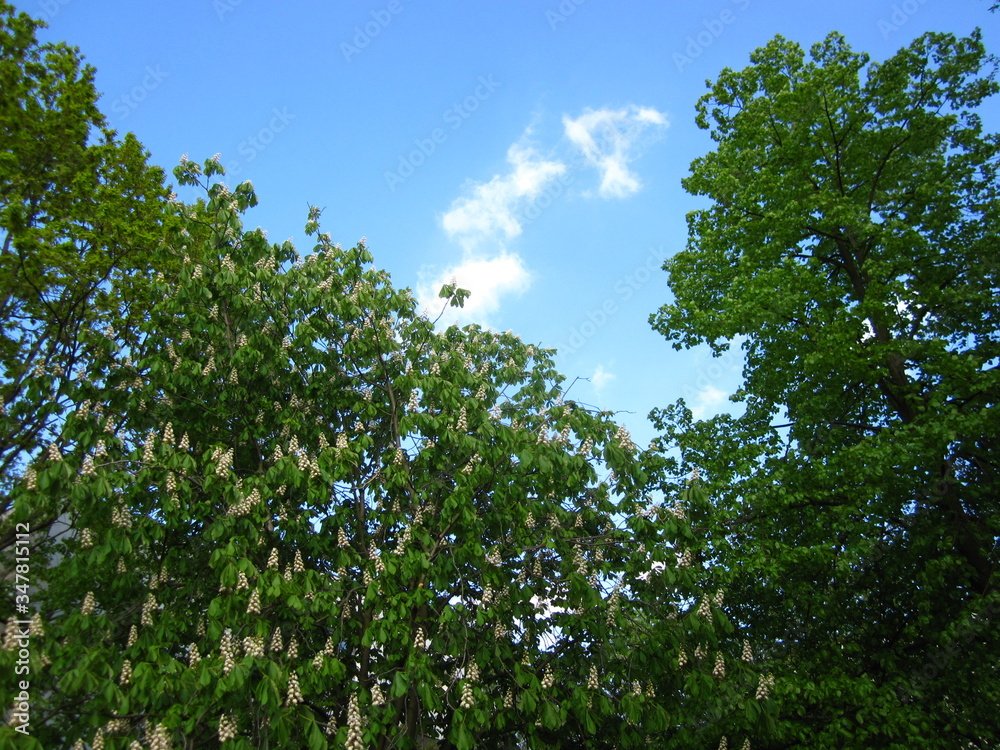 Green trees and the blue sky