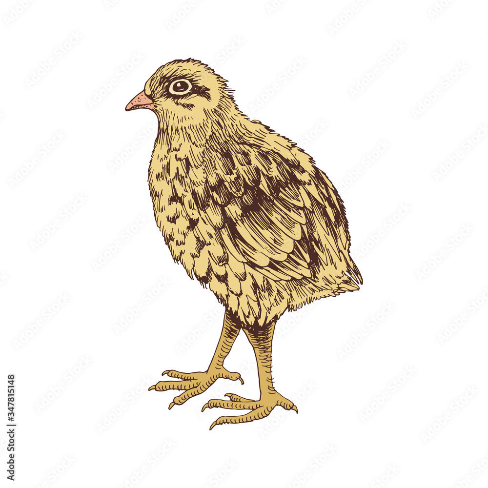 Hand drawn baby quail Hand drawn baby quail