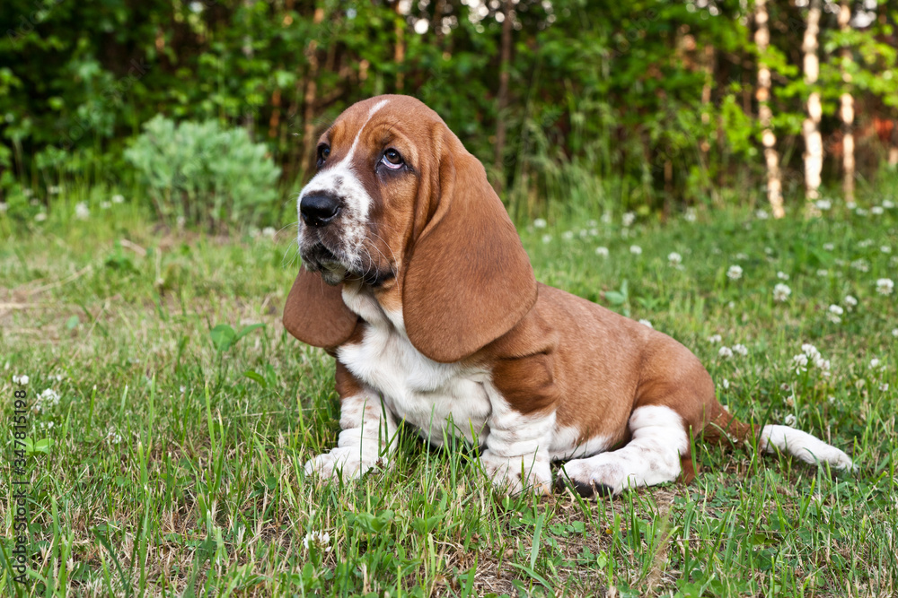 Basset hound puppy sits on the green grass in clover flowers