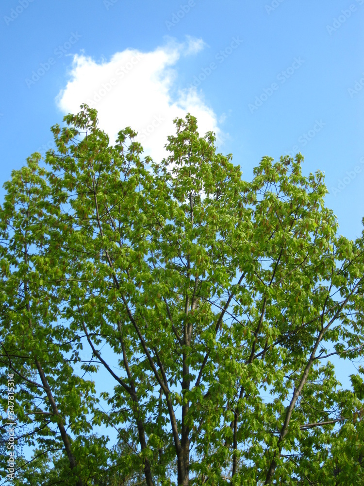 Green trees and the blue sky