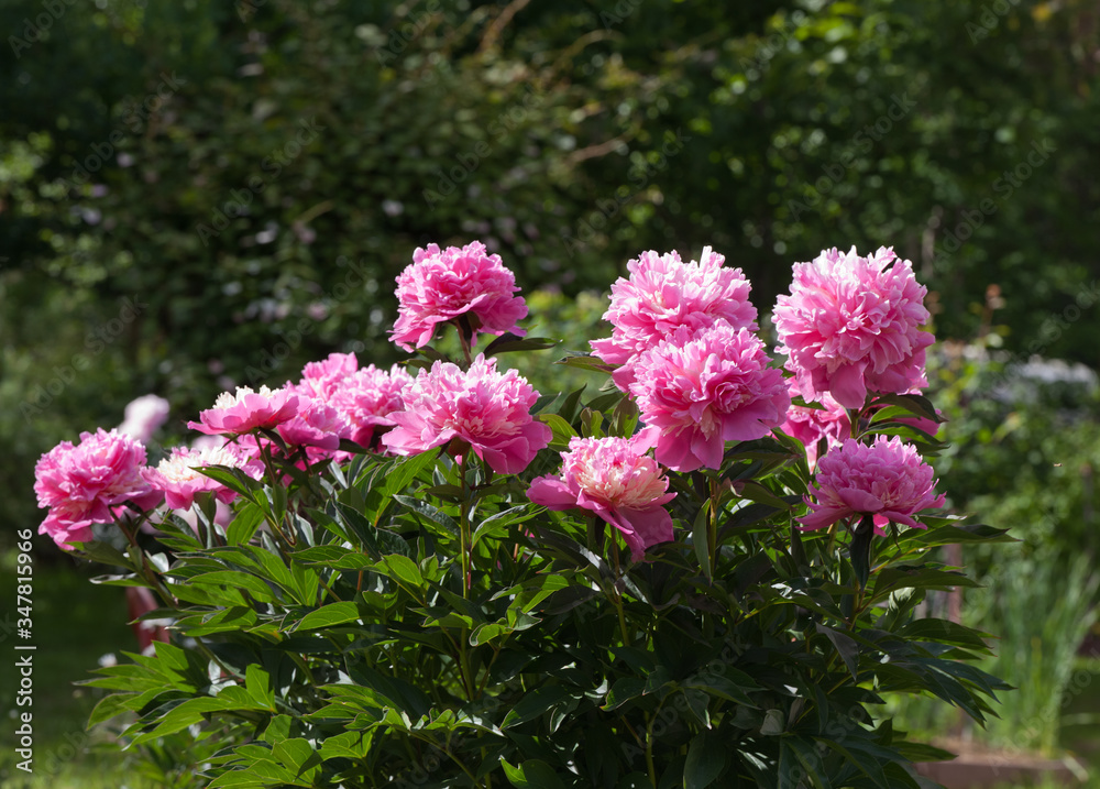 Shrub pink peonies in the garden Shrub pink peonies in the garden