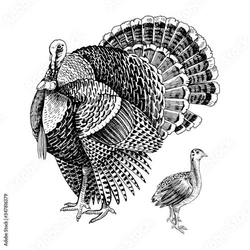 Hand drawn turkey and poult.