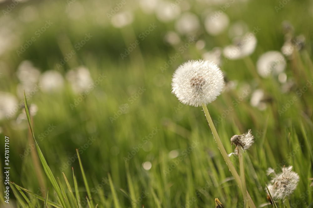 
dandelion pustule on the green meadow in sunshine