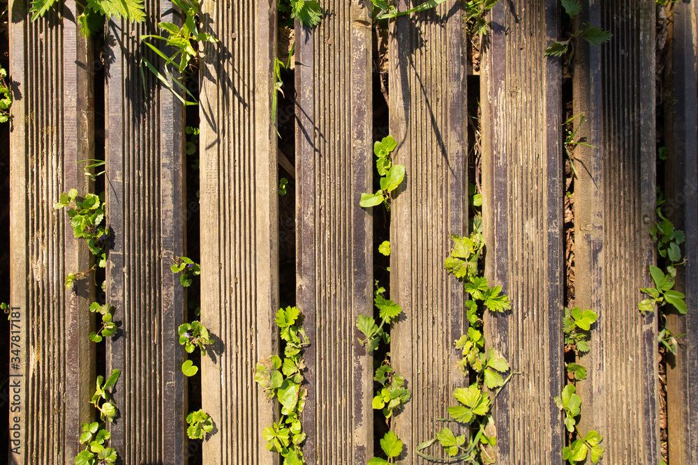 Old yellow brown wooden plank path way and green grass breaking trough the planks
