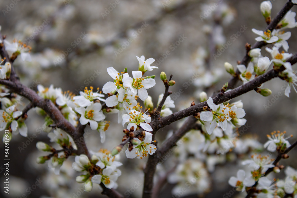 Blooming blackthorn flowers on the branches look like a snow-white cover. Blooming blackthorn flowers on the branches look like a snow-white cover.