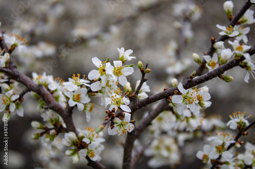 Blooming blackthorn flowers on the branches look like a snow-white cover.