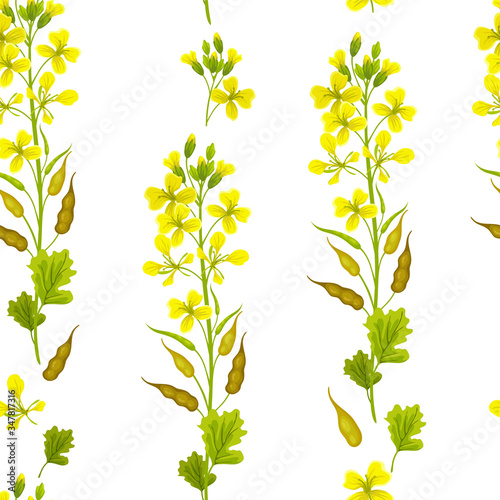 Seamless background of flower, seeds and leaves mustard. Vector illustration.