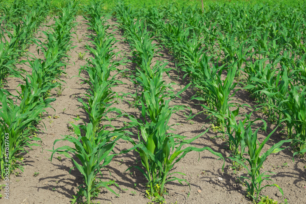 The stalks of young corn grow in the field. The stalks of young corn grow in the field.