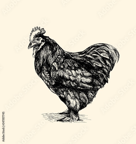 Canvas Print rooster, cock cockerel vintage illustration, line art