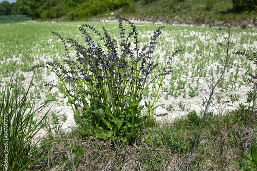 Szałwia lekarska (Salvia officinalis L.) jedna z najstarszych roślin leczniczych