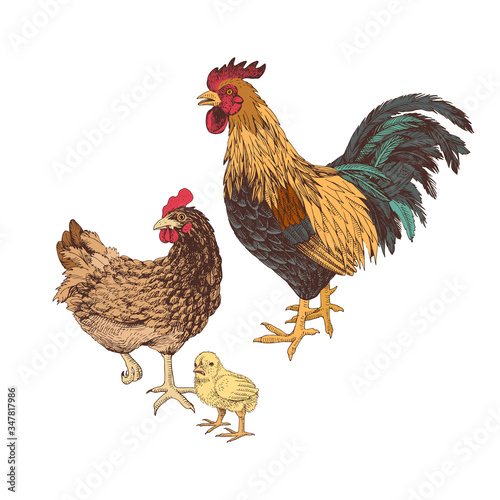Hand drawn rooster, hen and chicken.