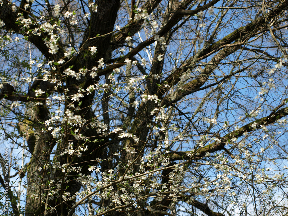 white spring flowers on a blurred background white spring flowers on a blurred background