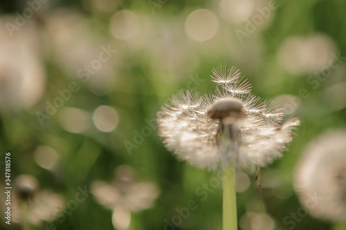 Fototapeta Naklejka Na Ścianę i Meble -  
dandelion pustule on the green meadow in sunshine