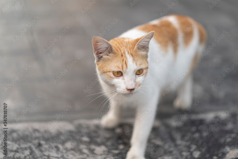 A small kitten looks curious. So cute! A small kitten looks curious. So cute!