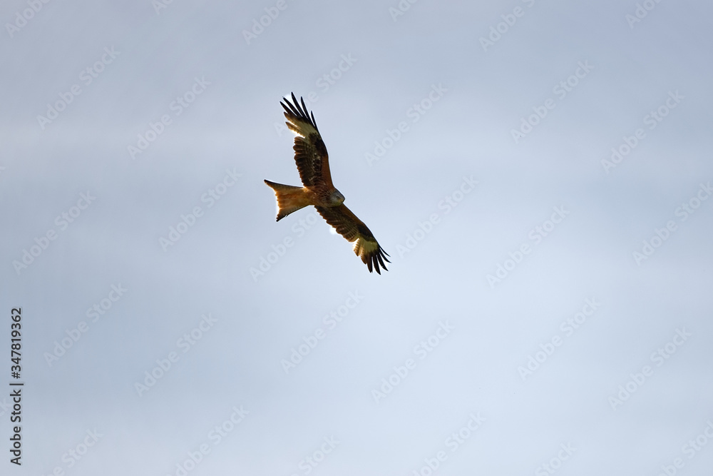 Obraz premium Milan royal