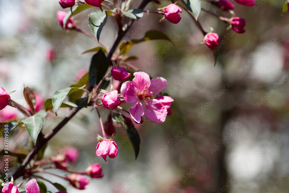 Flowering apple tree. Pink flowers and buds in the spring Flowering apple tree. Pink flowers and buds in the spring