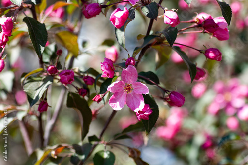 Flowering apple tree. Pink flowers and buds in spring close-up