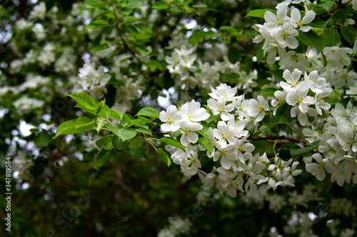 White blossom of apple tree, spring, city