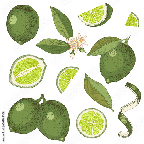 Hand drawn limes. Blooming lime branch, half of lime, lime slices, skin and leaves.