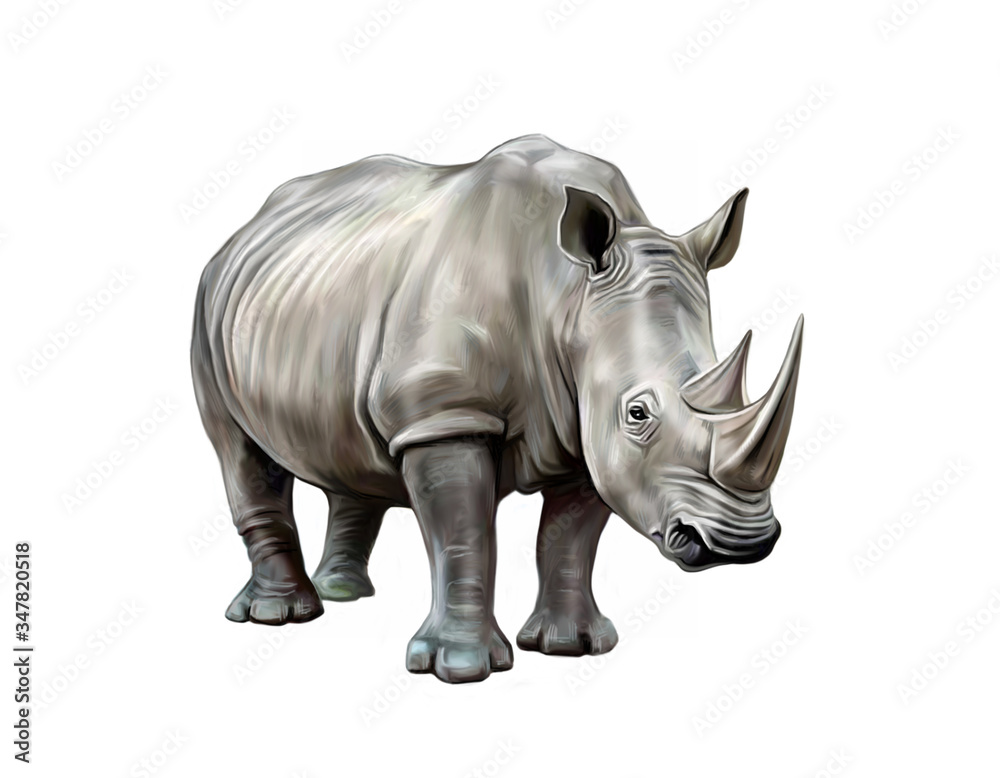white rhino (Ceratotherium simum), realistic drawing white rhino (Ceratotherium simum), realistic drawing