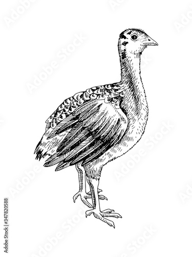 Hand drawn turkey nestling