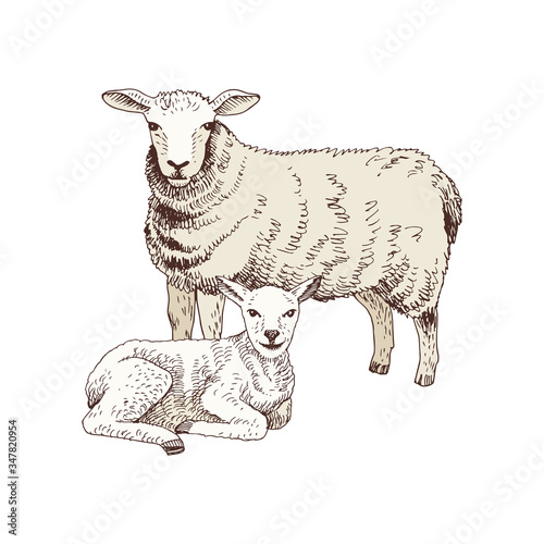 Hand drawn sheep and lamb.