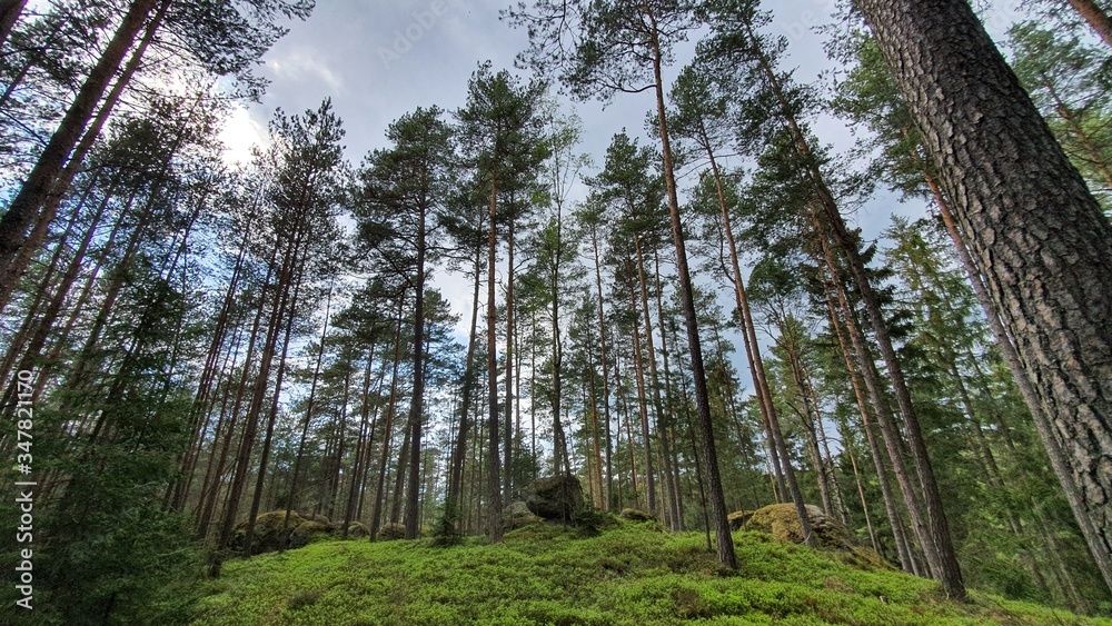 Fototapeta premium Wald