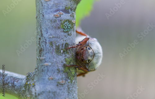 Canvas-taulu chafer beetle
