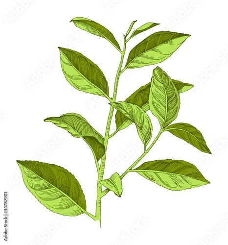 Hand drawn tea plant branch