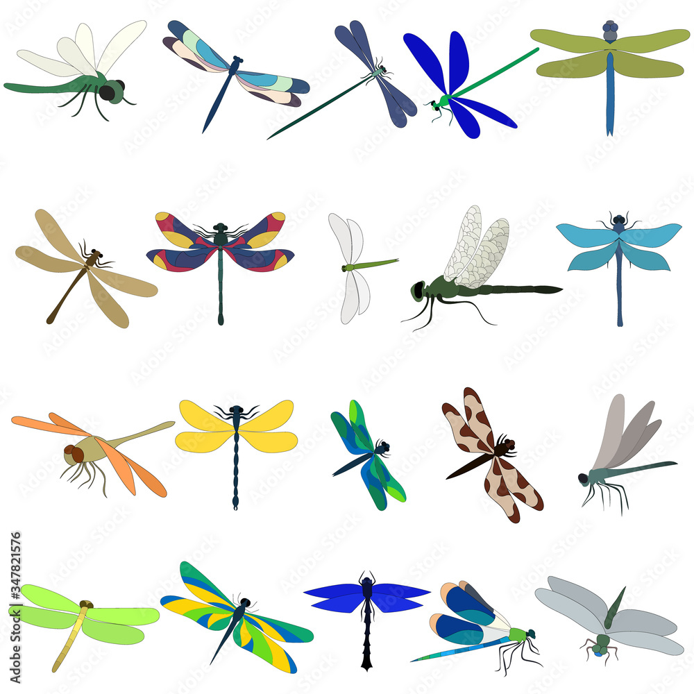 vector, isolated, dragonfly, set, collection vector, isolated, dragonfly, set, collection
