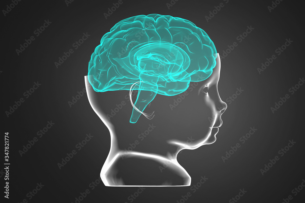 Obraz premium Model of the child's head and brain