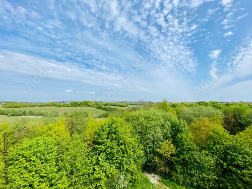 landscape with trees