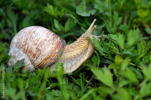 a large grape snail creeps on green grass.
