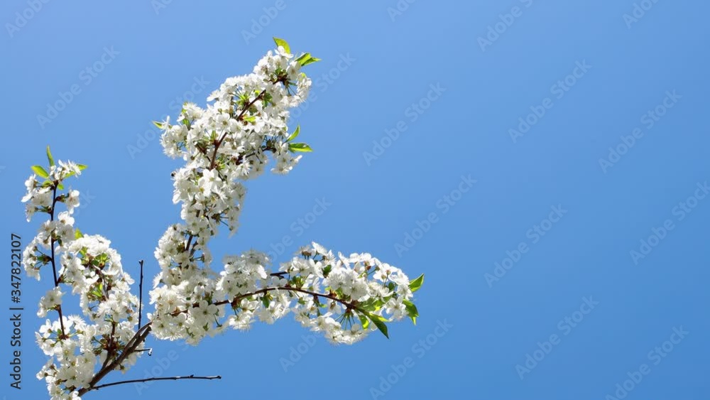 Flowering cherry branch and bees flying around the blue sky Flowering cherry branch and bees flying around the blue sky